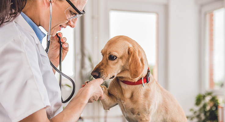 江蘇鼎順医療製品有限公司